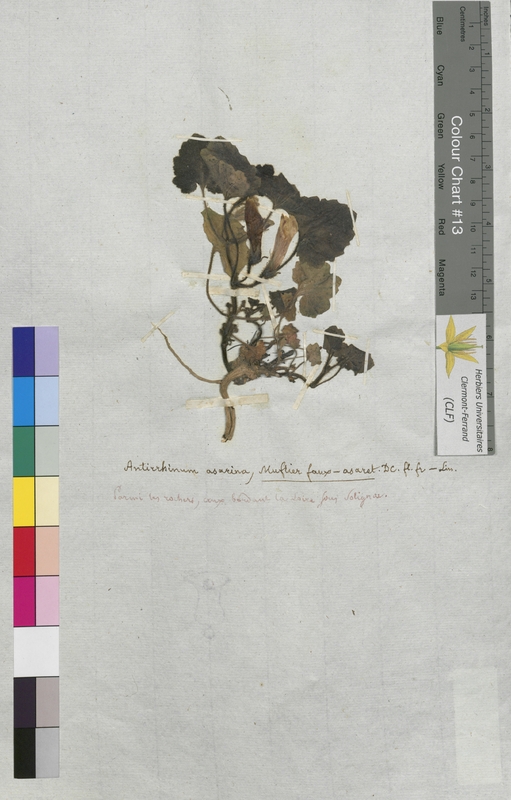 Antirrhinum asarina (Scrophulariaceae)