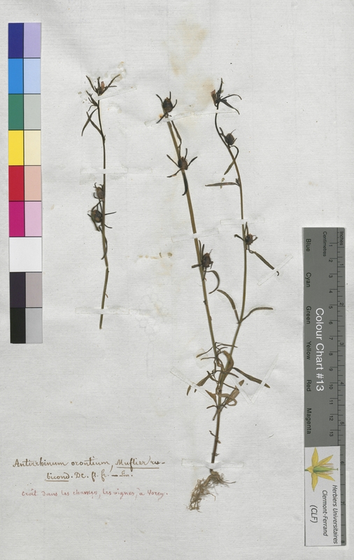 Antirrhinum orontium (Scrophulariaceae)