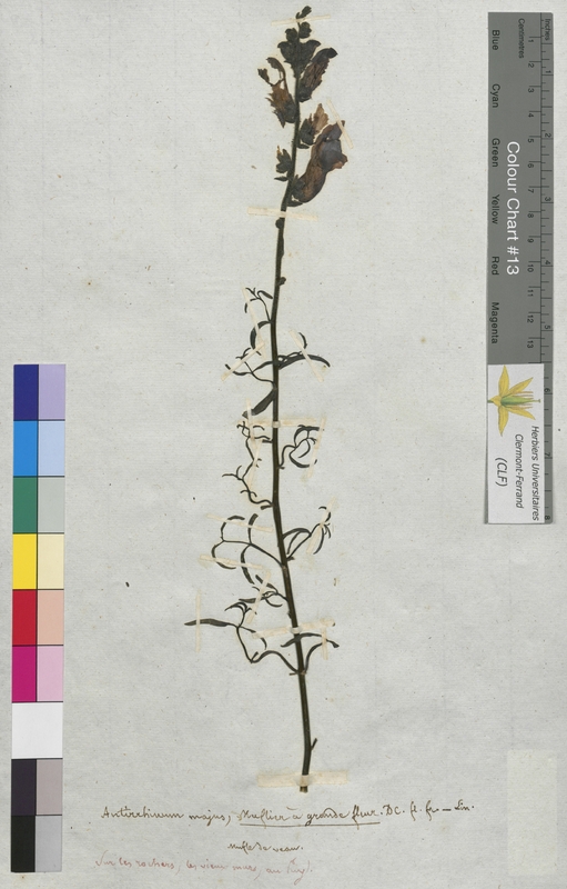 Antirrhinum majus (Scrophulariaceae)