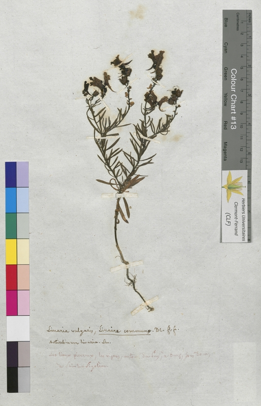 Linaria vulgaris (Scrophulariaceae)