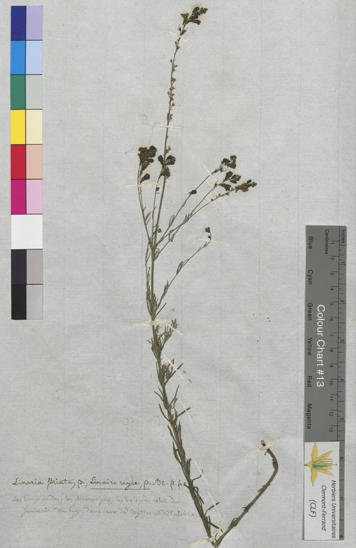 Linaria striata (Scrophulariaceae)