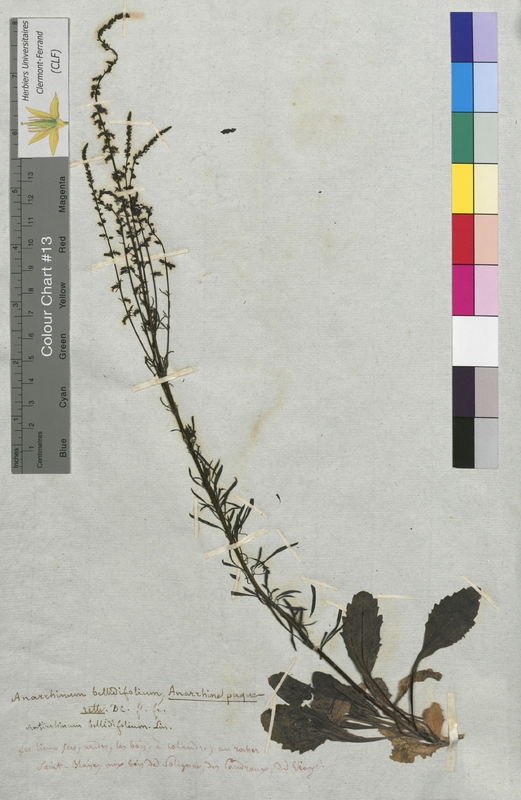 Anarrhinum bellidifolium (Scrophulariaceae)