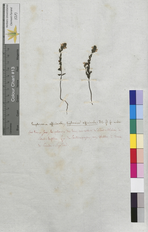 Euphrasia officinalis (Scrophulariaceae)