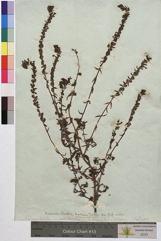 Euphrasia odontites (Scrophulariaceae)