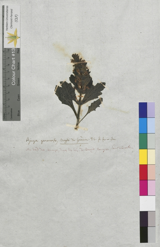 Ajuga genevensis (Lamiaceae)