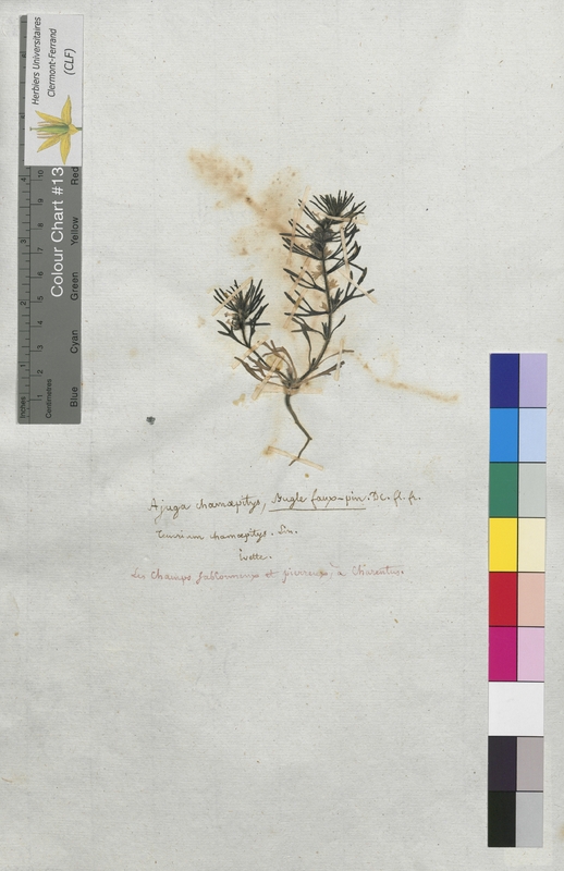 Ajuga chamaepitys (Lamiaceae)