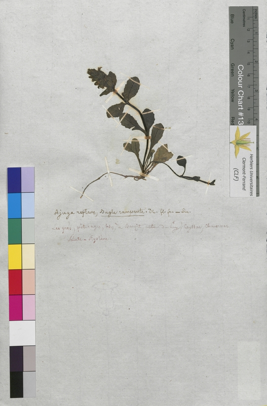 Ajuga reptans (Lamiaceae)