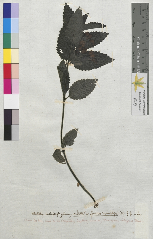 Melittis melissophyllum (Lamiaceae)