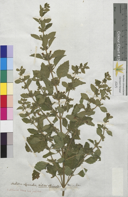 Melissa officinalis (Lamiaceae)