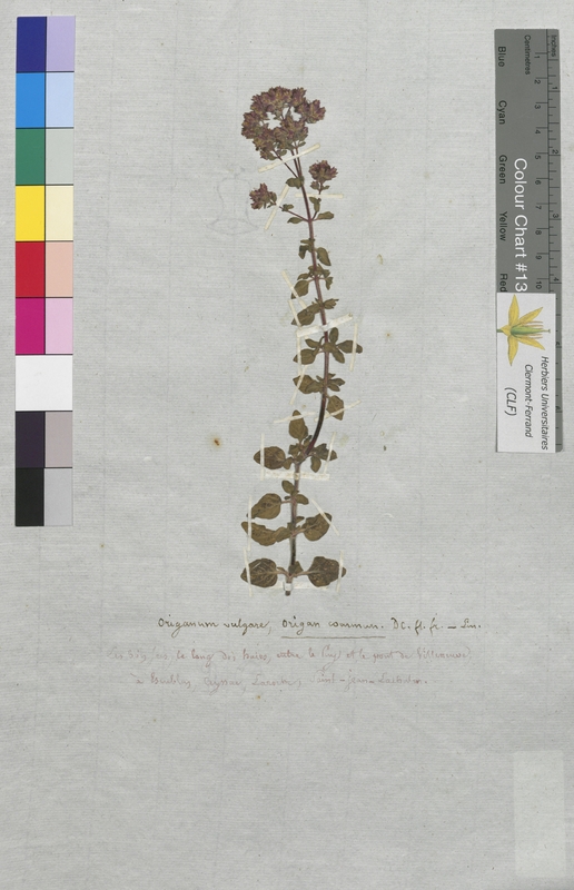 Origanum vulgare (Lamiaceae)