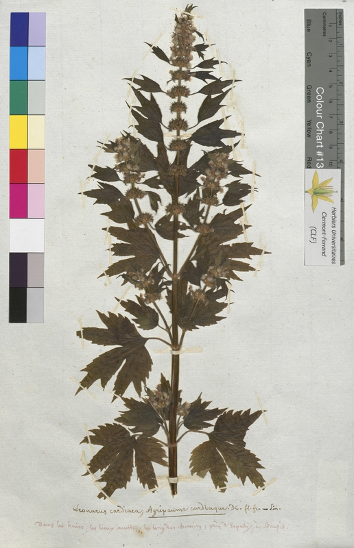 Leonurus cardiaca (Lamiaceae)