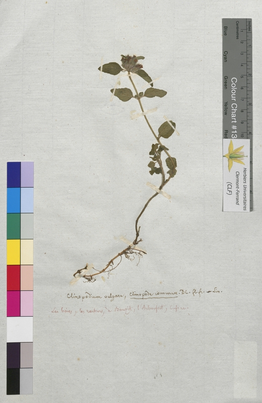 Clinopodium vulgare (Lamiaceae)