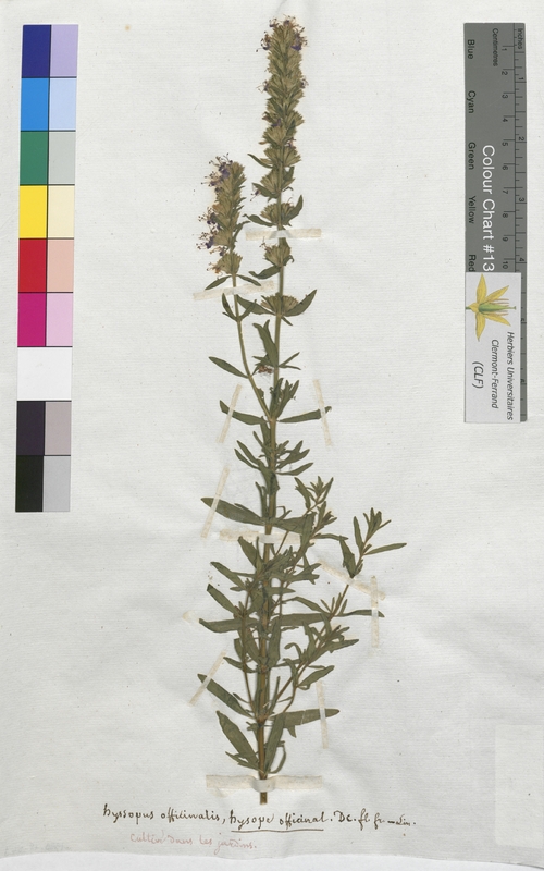 Hyssopus officinalis (Lamiaceae)