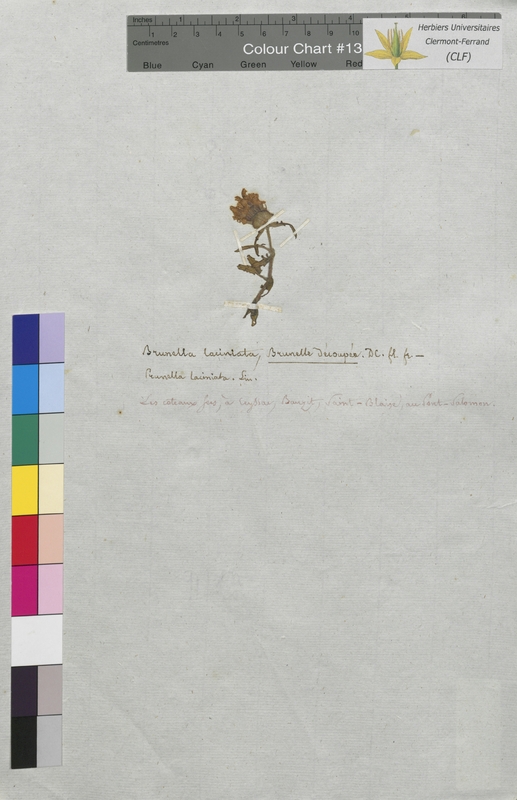 Prunella laciniata (Lamiaceae)