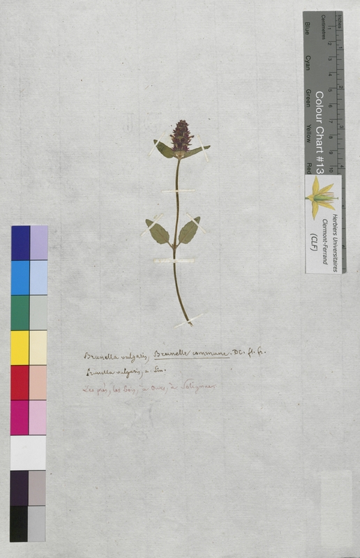 Prunella vulgaris (Lamiaceae)