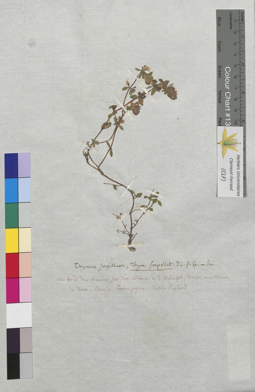 Thymus serpyllum (Lamiaceae)