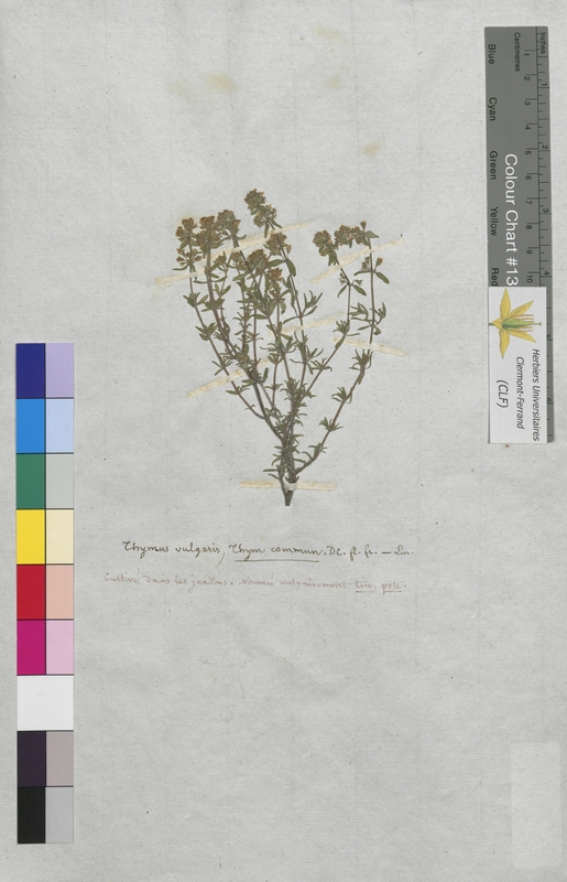 Thymus vulgaris (Lamiaceae)