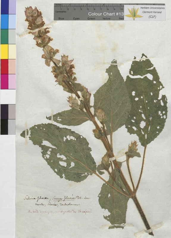 Salvia sclarea (Lamiaceae)