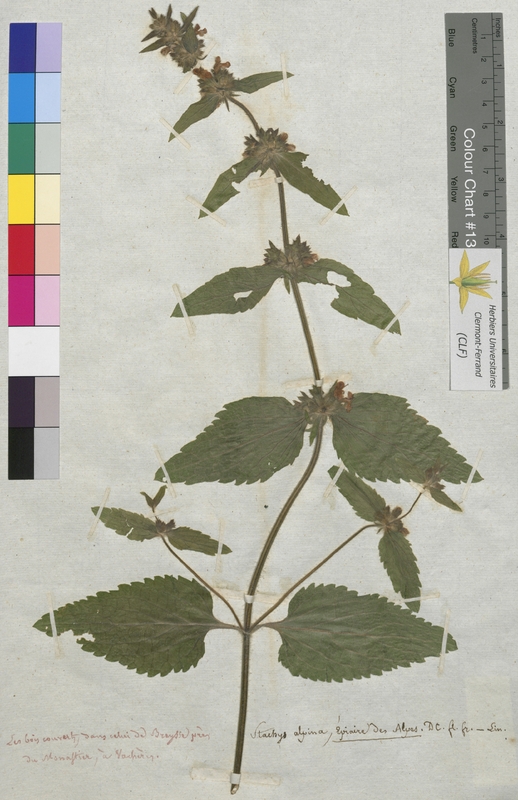 Stachys alpina (Lamiaceae)