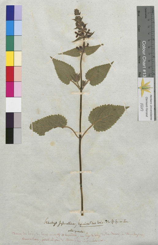 Stachys sylvatica (Lamiaceae)