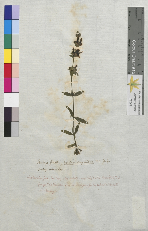 Stachys sideritis (Lamiaceae)