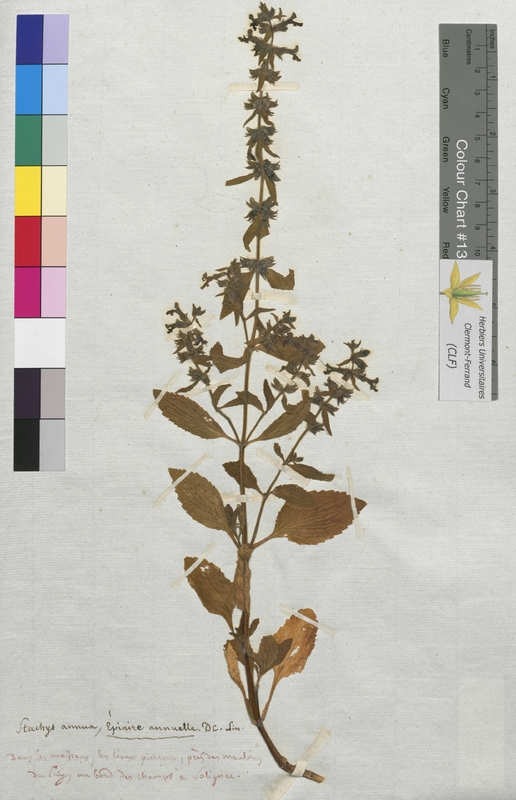 Stachys annua (Lamiaceae)