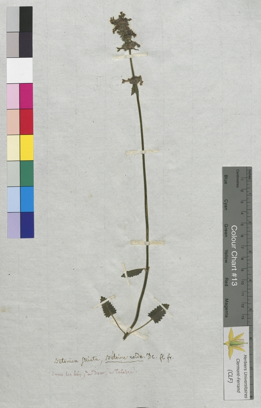 Betonica stricta (Lamiaceae)