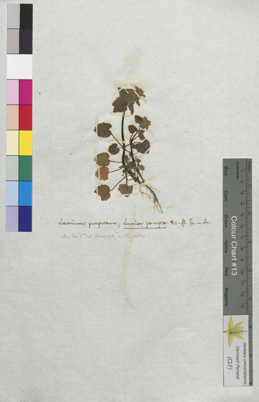 Lamium purpureum (Lamiaceae)