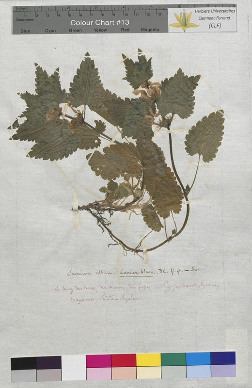 Lamium album (Lamiaceae)