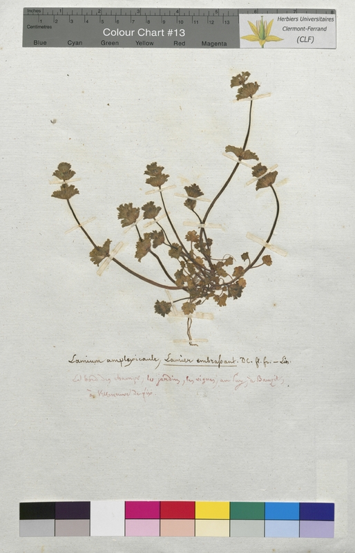 Lamium amplexicaule (Lamiaceae)