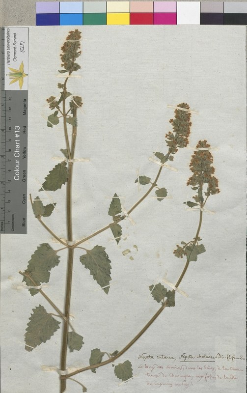 Nepeta cataria (Lamiaceae)