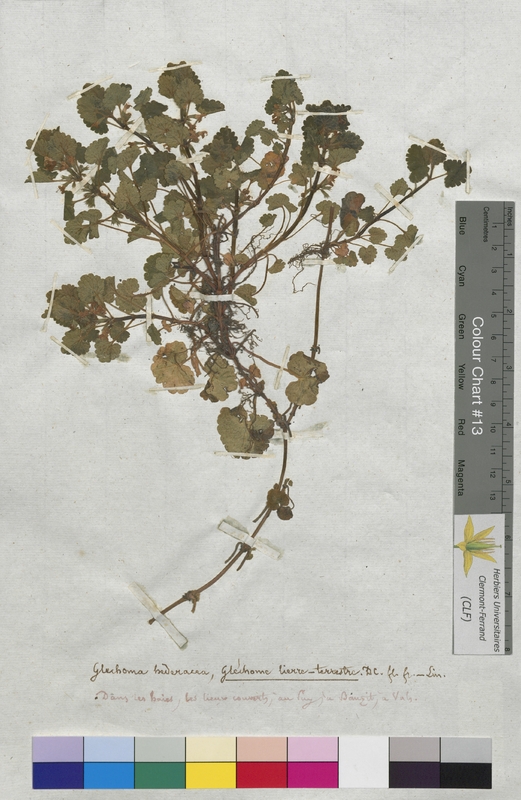 Glechoma hederacea (Lamiaceae)