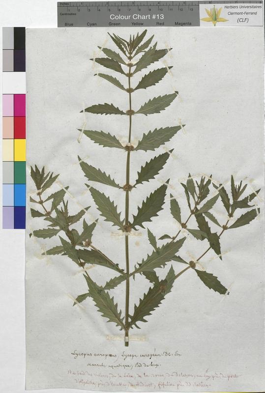 Lycopus europaeus (Lamiaceae)