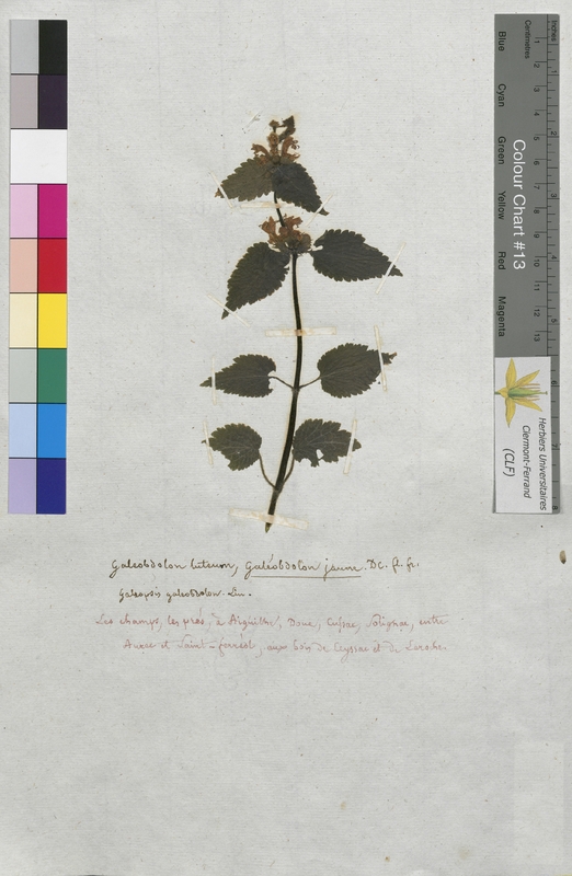 Galeobdolon luteum (Lamiaceae)