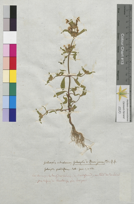 Galeopsis ochroleuca (Lamiaceae)