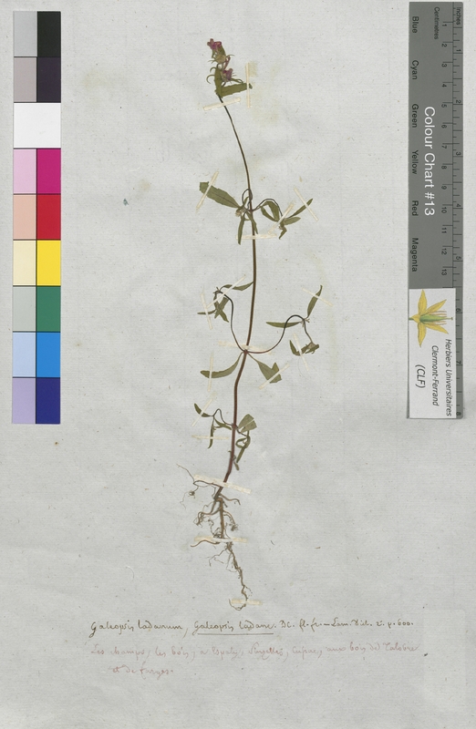 Galeopsis ladanum (Lamiaceae)