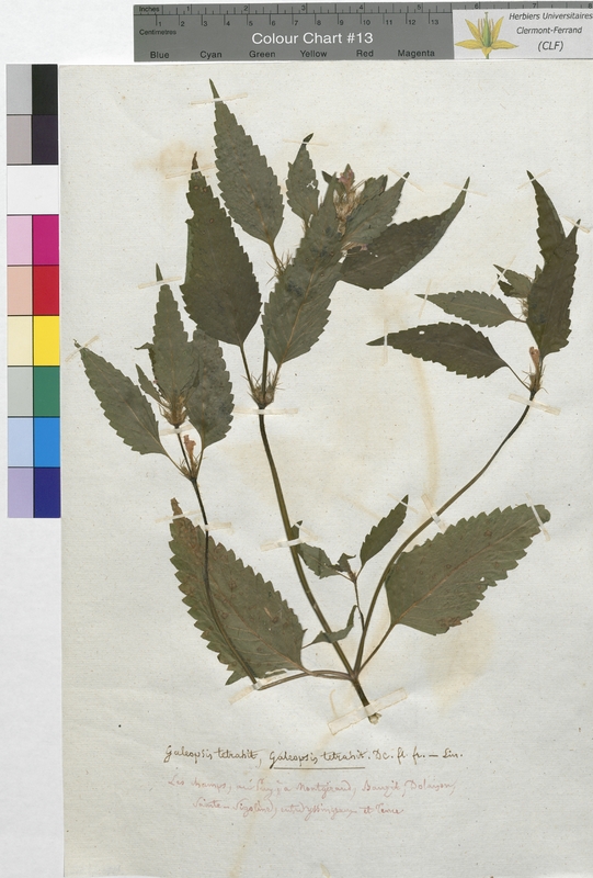 Galeopsis tetrahit (Lamiaceae)