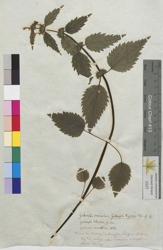 Galeopsis versicolor (Lamiaceae)