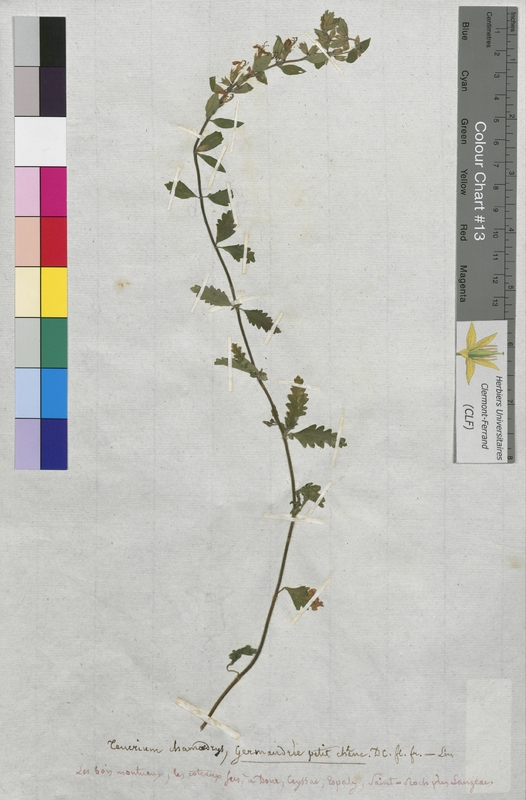 Teucrium chamaedrys (Lamiaceae)