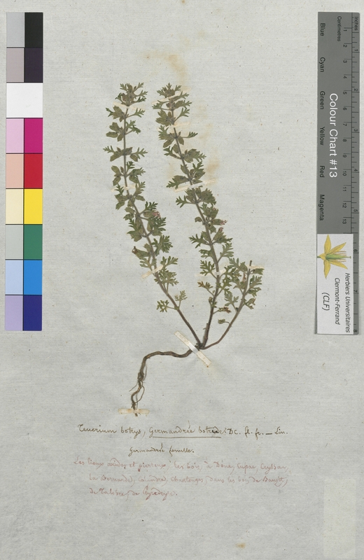 Teucrium botrys (Lamiaceae)
