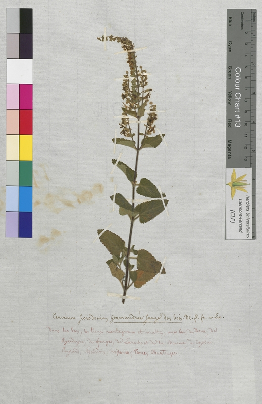 Teucrium scorodonia (Lamiaceae)