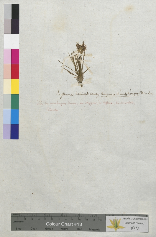 Phyteuma hemisphaericum (Campanulaceae)