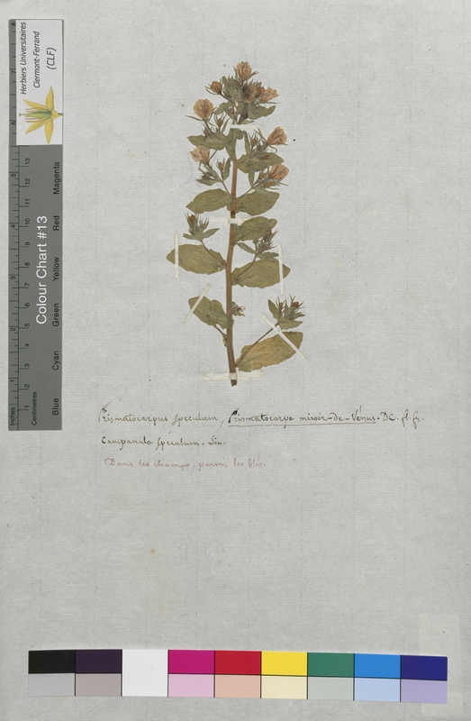 Prismatocarpus speculum (Campanulaceae)