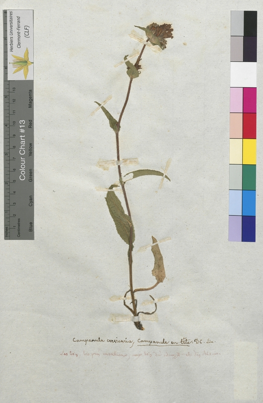 Campanula cervicaria (Campanulaceae)