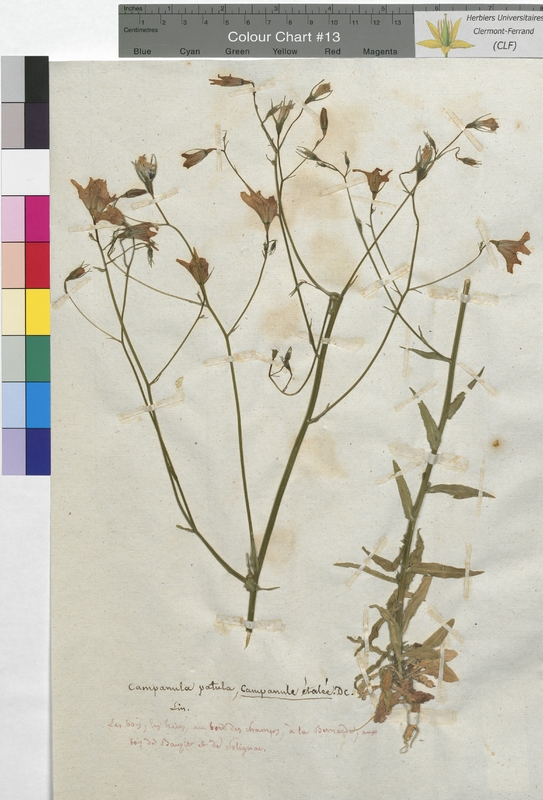 Campanula patula (Campanulaceae)