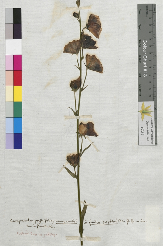 Campanula persicifolia (Campanulaceae)