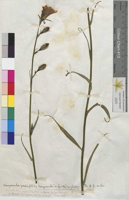 Campanula persicifolia (Campanulaceae)