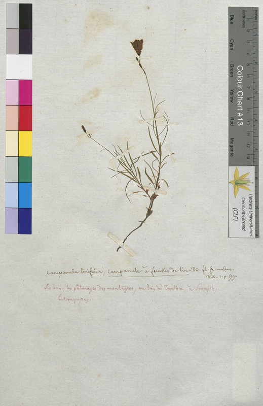 Campanula linifolia (Campanulaceae)