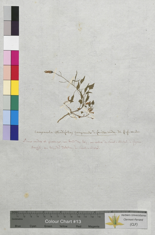 Campanula rotundifolia (Campanulaceae)