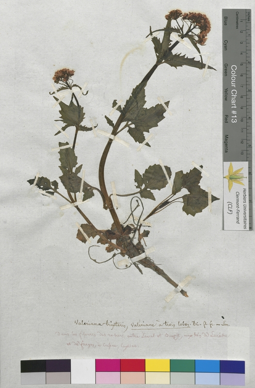 Valeriana tripteris (Valerianaceae)